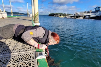 caption: Luan Roberts reaches for a piece of kelp in search of sea slugs.