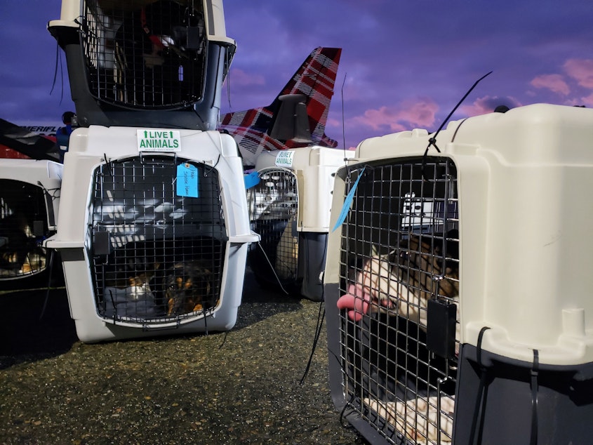 caption: A dog licks the gate of a kennel at the airport on Sunday, January 12, 2025.