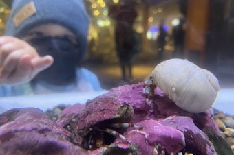 caption: A young child points at a hermit crab at the Seattle Aquarium in December, 2022