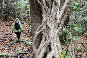 caption: Thick ivy roots climb a maple tree on the Shoreline College campus in Shoreline, Washington, in October 2022.