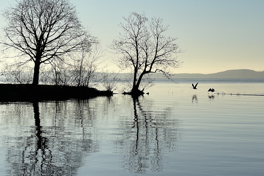 caption: Canada geese take off from the Chesapeake Bay at the mouth of the Susquehanna River in Havre de Grace, Maryland, on April 4, 2024.