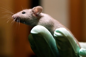 caption: Scientists used new brain-mapping technology to look at 1.2 million brain cells in mice of varying ages.