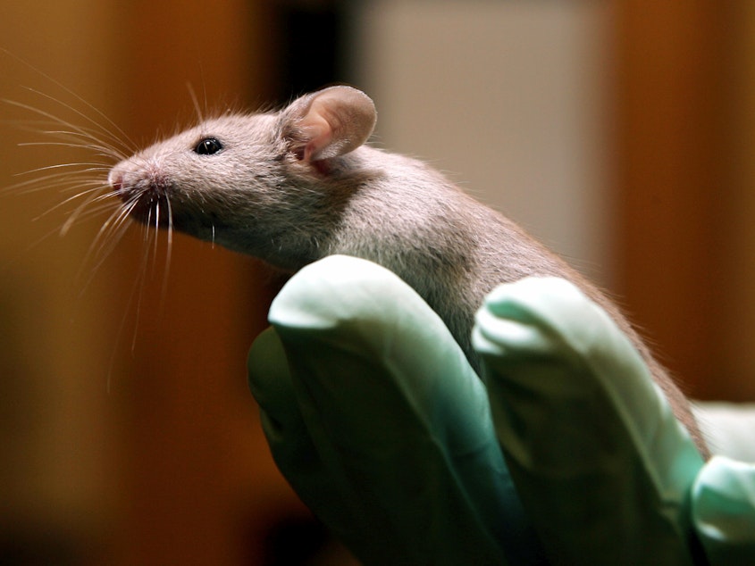 caption: Scientists used new brain-mapping technology to look at 1.2 million brain cells in mice of varying ages.