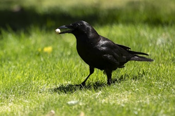 caption: A crow enjoys a peanut Friday, July 12, 2024, on the University of Washington campus in Seattle. 