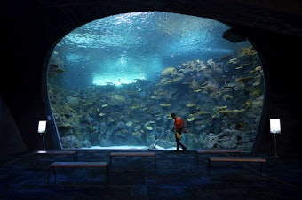 caption: “The Reef,” a nearly-500,000-gallon-habitat is shown on Tuesday, August 27, 2024, at the Seattle Aquarium’s new Ocean Pavilion in Seattle. 