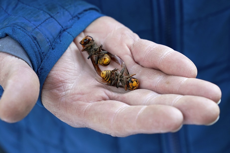 caption: FILE - A Washington state Department of Agriculture worker holds two of the dozens of Asian giant hornets vacuumed from a tree Oct. 24, 2020, in Blaine, Wash. 