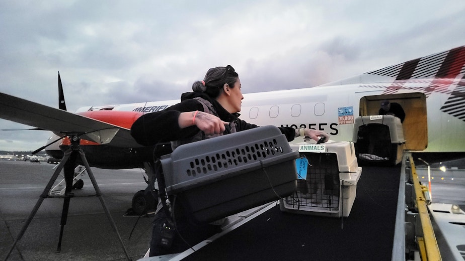 caption: Alison Waszmer unloads animals from a plane to take to Seattle Humane on Sunday, January 12, 2025.