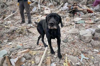 caption: Peter Pan, a dog that is part of a USAID rescue crew in Turkey, scrambles over piles of debris, sniffing for the scent of any survivors stuck inside.