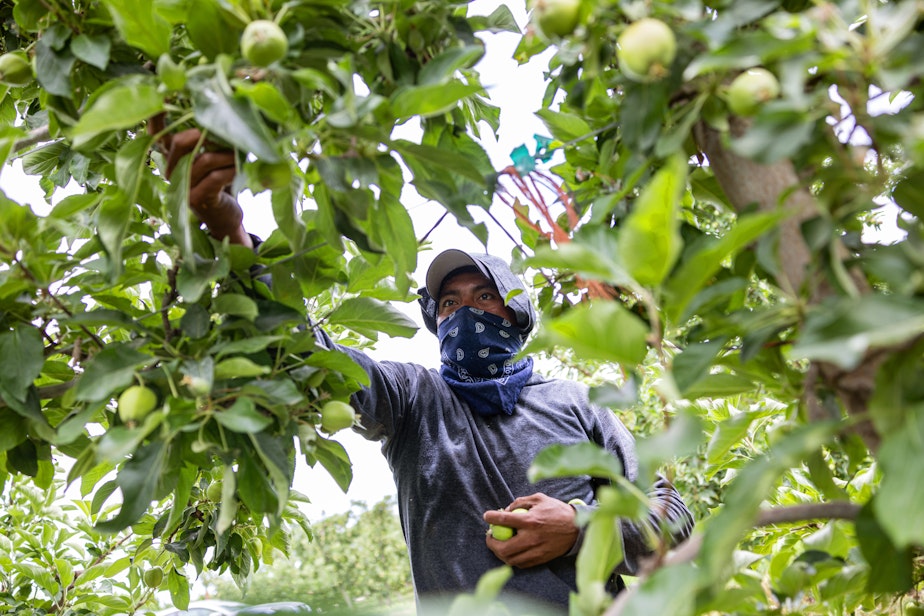 caption: Farmworkers thin apples to improve spacing in a field near Sunnyside, Wash., on June 13, 2023.