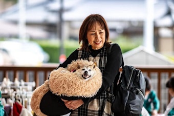 caption: Atsuko Sato is seen with her Japanese shiba inu dog Kabosu, best known as the logo of cryptocurrency Dogecoin, playing with students at a kindergarten in Narita, Chiba prefecture, east of Tokyo, on March 19.
