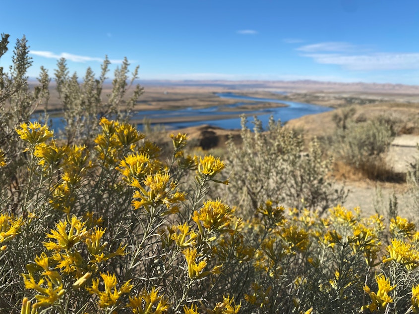 caption: Rabbitbrush blooms in September 2024 across the Columbia River from the Hanford site.