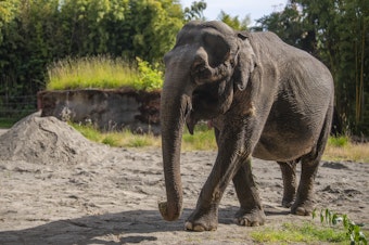 caption: Suki, a former circus elephant and resident of Point Defiance Zoo and Aquarium in Tacoma, died in August 2024.