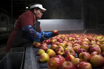 caption: Cristina Campos removes damaged apples from the flume, the front end of the packing line, on Tuesday November, 20, 2018, at Gilbert Orchards in Yakima.