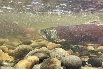 caption: A kokanee salmon heads upstream in Ebright Creek above Lake Sammamish on Nov. 26, 2024.