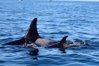 caption: Newborn orca J60 surfaces next to orca J40 in central Puget Sound on Dec. 26, 2023.