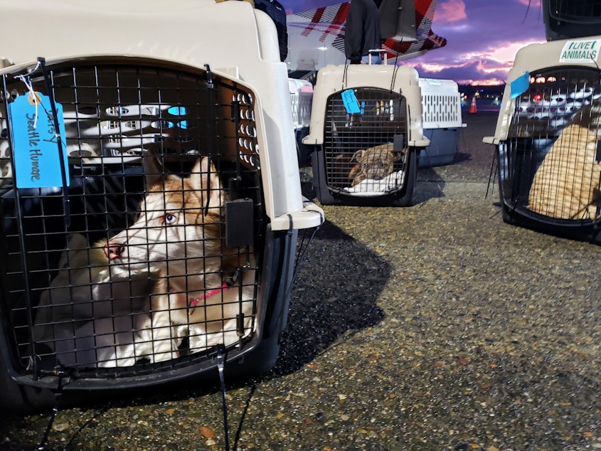 caption: Dogs from L.A. wait to be loaded into vans at the airport on Sunday, January 12, 2025.