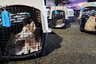 caption: Dogs from L.A. wait to be loaded into vans at the airport on Sunday, January 12, 2025.