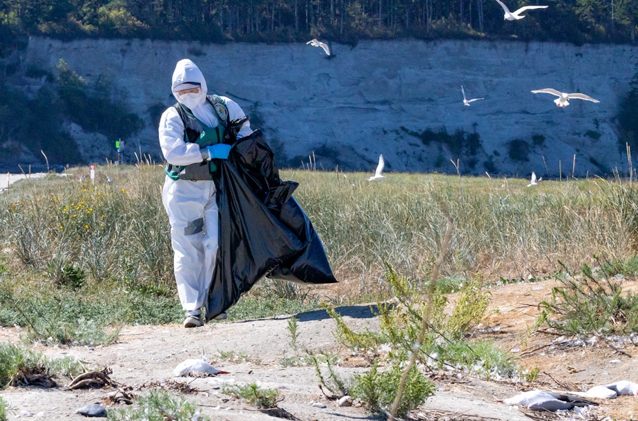 caption: A Washington Department of Fish and Wildlife employee removes flu-infected Caspian tern carcasses from Rat Island, Washington in July 2023.