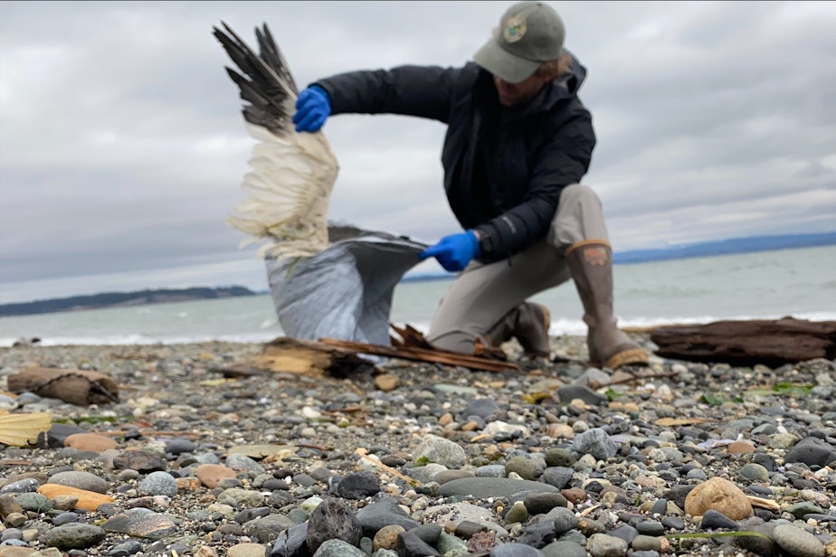 caption: A Washington Department of Fish and Wildlife biologist bags a dead snow goose, suspected to have avian influenza, on Camano Island near Skagit Bay in December 2022.