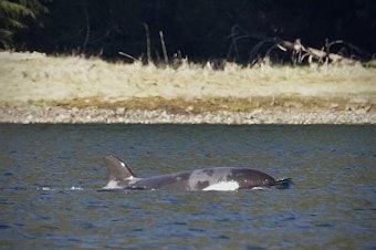 caption: Two-year-old T1093A, also known as "brave little hunter" was stuck for five weeks in a lagoon on the Northwest Coast of Vancouver, Canada. The baby orca finally swam back out to sea Friday.