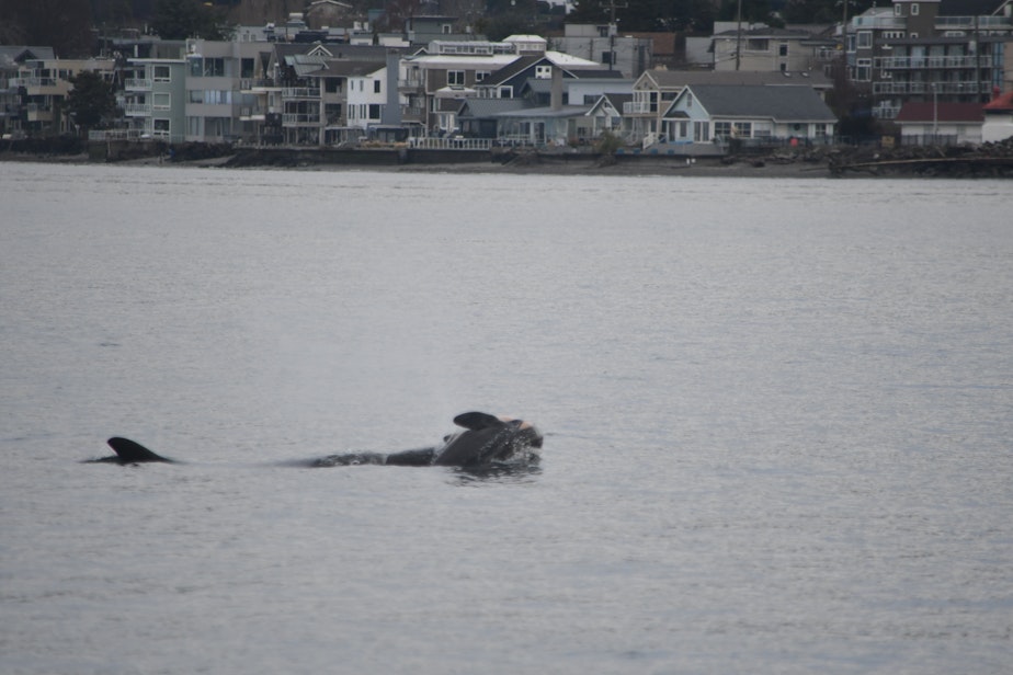 caption: Endangered orca J35 carries her dead newborn calf, J61, on her snout in Puget Sound, with West Seattle shoreline in the distance, on Jan. 1, 2025.