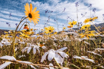 Wildflowers in South Africa.