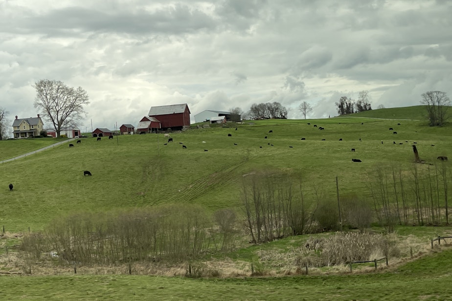 caption: Cows graze on a farm near the Susquehanna River in Darlington, Maryland, one of nearly 70,000 farms in the Chesapeake Bay basin, on April 4, 2024.