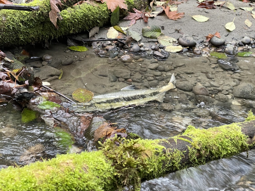 caption: A female chum salmon swims up Boeing Creek in Shoreline, Washington, on Nov. 30, 2023.