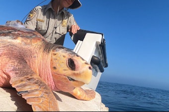 caption: Elba Benabe-Carlo of the U.S. Fish and Wildlife Service looks on as Moira the loggerhead sea turtle prepares to dive into the Pacific Ocean outside of San Diego Bay on Oct. 23, 2024.