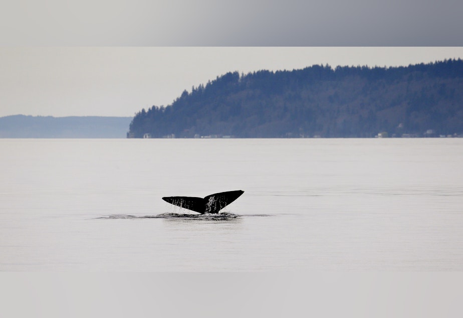 caption: A gray whale, called "Little Patch" and one of a group known locally as the "Saratoga grays" for a nearby passage the whales favor, shows its massive tail fluke while diving Friday, March 13, 2015, in Possession Sound, near Everett, Wash.