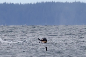 caption: Baby orca J62 surfaces behind a cormorant near Point No Point County Park in Kitsap County, Washington, on Dec. 30, 2024.