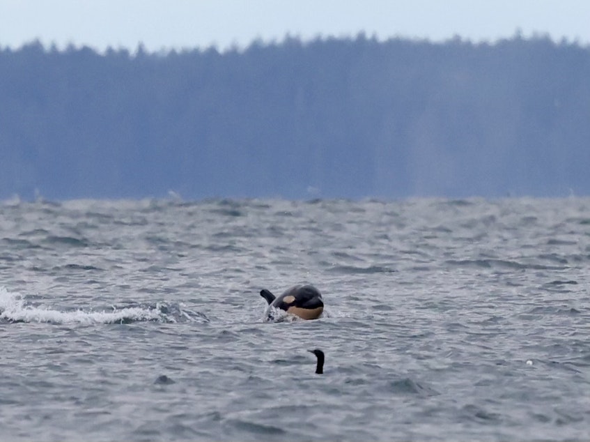 caption: Baby orca J62 surfaces behind a cormorant near Point No Point County Park in Kitsap County, Washington, on Dec. 30, 2024.