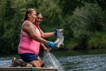 caption: Two people pull a live salmon out of a river with gloved hands while holding a net.