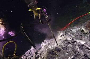 caption: A rattail fish visits a remotely operated vehicle at the summit of Axial Seamount while the vehicle takes a temperature measurement in Sept. 2023. 