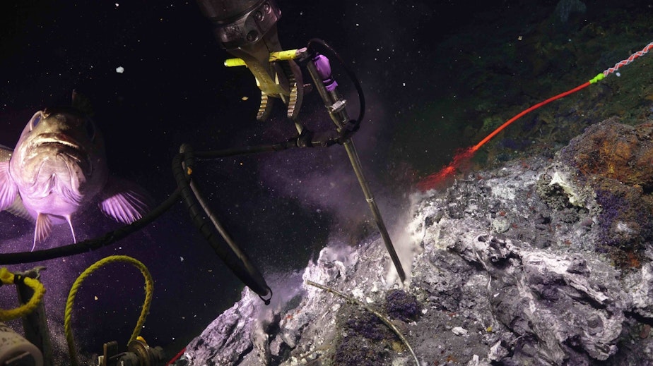 caption: A rattail fish visits a remotely operated vehicle at the summit of Axial Seamount while the vehicle takes a temperature measurement in Sept. 2023. 