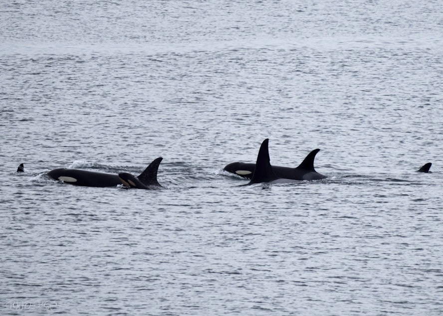 caption: Members of the endangered southern resident killer whales’ J Pod, including a newborn calf alongside orca J35, swim between Edmonds and Kingston, Washington, on Dec. 20, 2024.