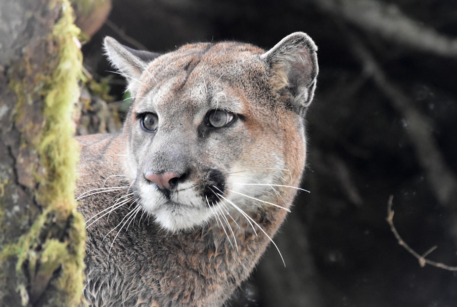 caption: A cougar on Washington's Olympic Peninsula on Feb. 22, 2018.