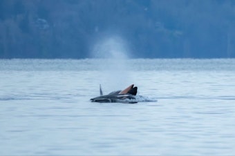 caption: Endangered orca J35 pushes the carcass of her newborn daughter between Seattle and Vashon Island on Jan. 1, 2025.