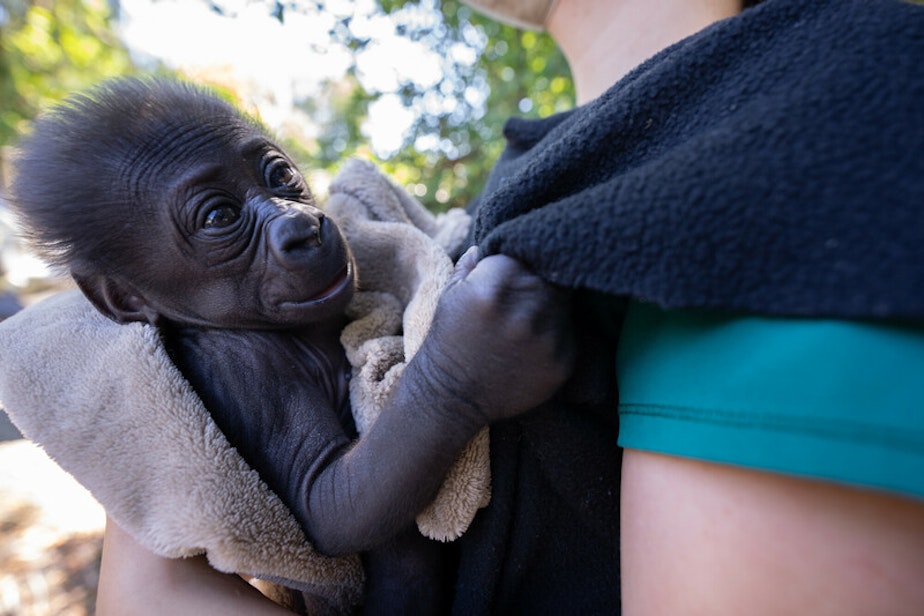 caption: A 1.5-month-old baby gorilla investigates a Northwest phenomenon — the fleece vest — at Woodland Park Zoo in Seattle.