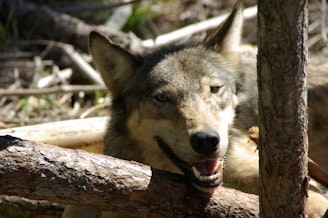 caption: A female member of Washington's former Diamond Pack seen in 2010. A $20,000 reward is being offered for information related to the killings of three gray wolves in Klickitat and Okanogan counties. 