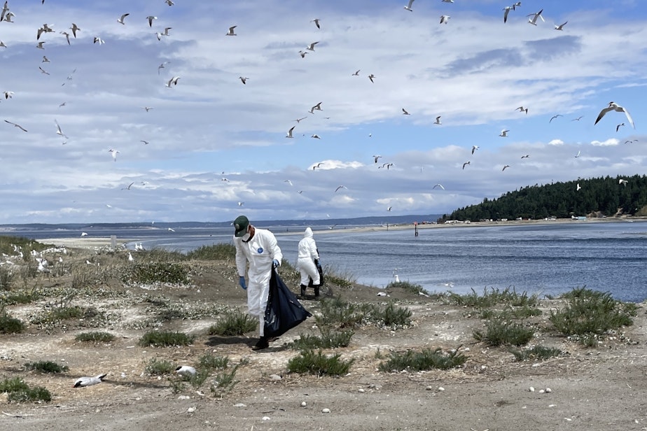 caption: Washington Department of Fish and Wildlife workers remove carcasses of Caspian terns from a colony on Rat Island on July 17, 2023.