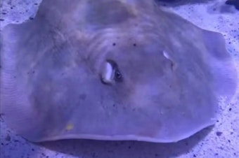 caption: An aquarium said in February that Charlotte, a round stingray, was pregnant, drawing international headlines. But the facility near Asheville, N.C., now says the ray is sick, not pregnant. In this image from an April video update by the Aquarium & Shark Lab by Team ECCO, the ray has a noticeable bulge on her back.
