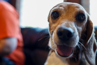 caption: Beyonce, a beagle with one ear, pictured at Homeward Trails Animal Rescue in Fairfax, Va., in 2022 after being rescued from the Envigo breeding and research facility.
