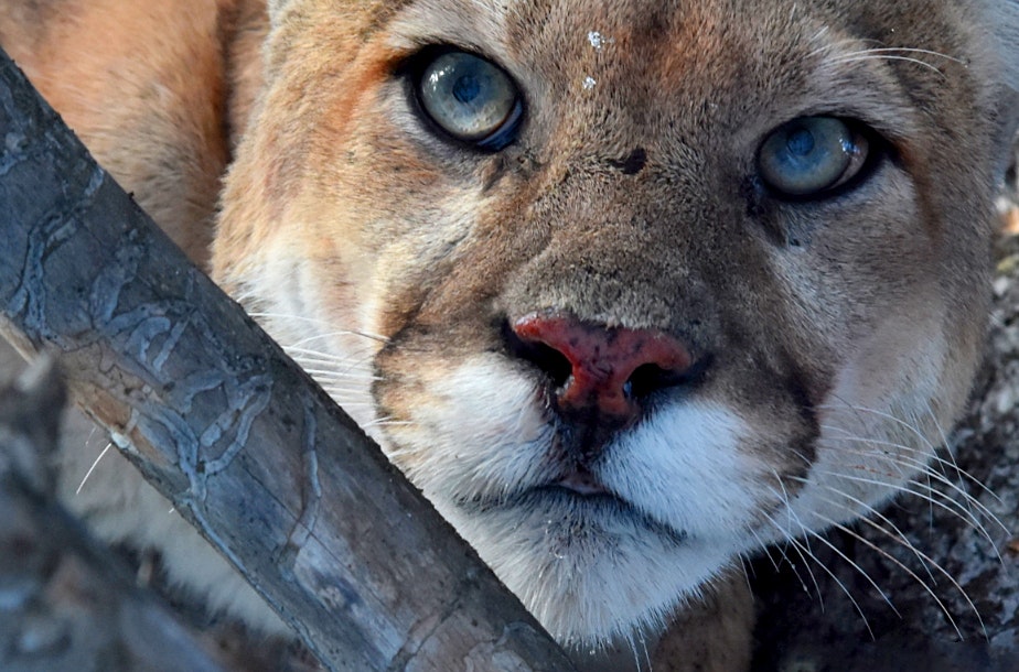 caption: An Olympic Peninsula cougar, photographed in the wild on March 19, 2021.