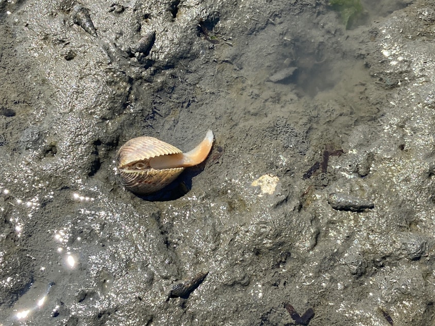 caption: A dead or dying cockle emerges from its shell on Fidalgo Bay near Anacortes on June 28, 2021.