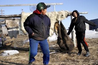 caption: Two teenagers in Kivalina, Alaska, play near a skinned polar bear. Scientists predict Kivalina, an Alaskan village, will be the first casualty of climate change and sea rising in the U.S.