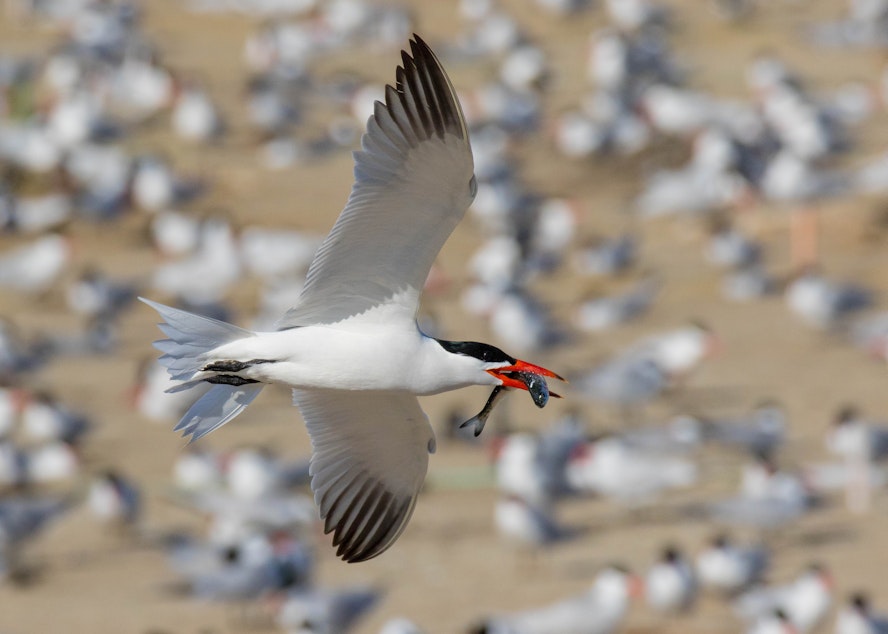 caption: A Caspian tern carries a salmon or steelhead smolt at the East Sand Island colony in the Columbia River near Chinook, Washington, on May 2, 2018.