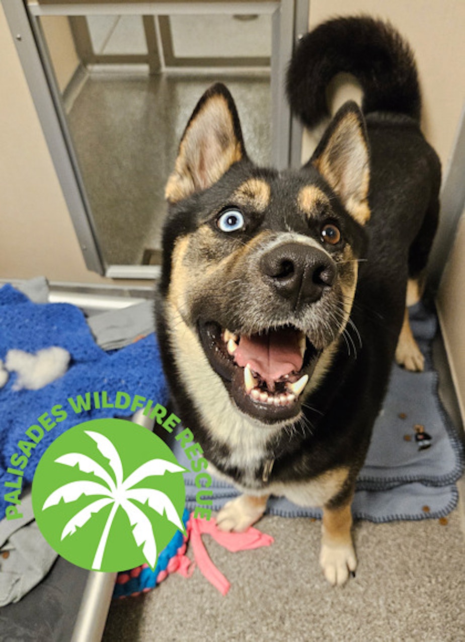 caption: Conan was one of the pets flown from Southern California to Seattle to escape devastating fires on Jan. 12, 2025. He was adopted soon after he arrived at Seattle Humane.