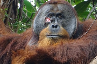 caption: Researchers in a rainforest in Indonesia spotted an injury on the face of a male orangutan they named Rakus. They were stunned to watch him treat his wound with a medicinal plant.