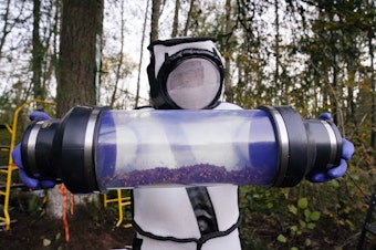 caption: FILE - Sven Spichiger, Washington state Department of Agriculture managing entomologist, displays a canister of Asian giant hornets vacuumed from a nest in a tree behind him on Oct. 24, 2020, in Blaine, Wash. 